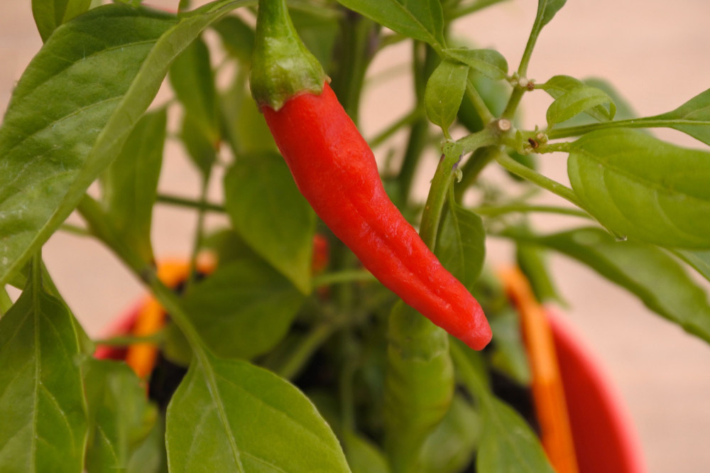Chilli peppers could hold a cure for cancer
