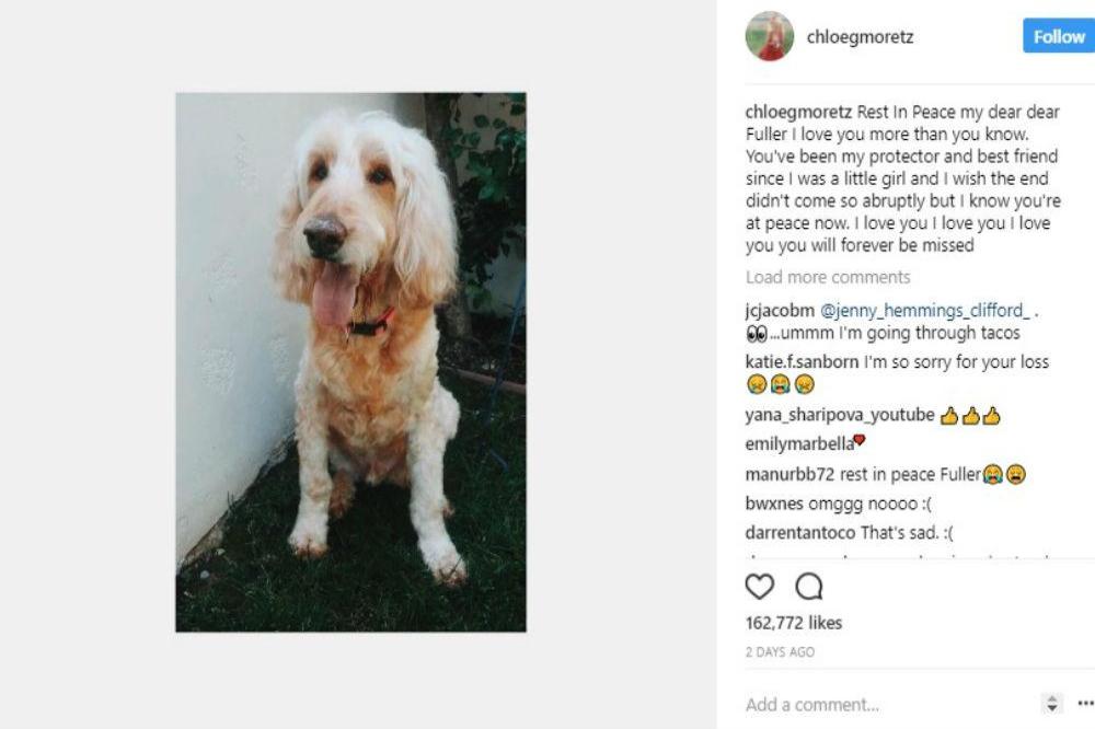 Chloe Grace Moretz's dog (c) Instagram