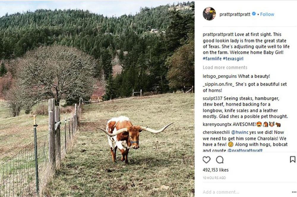Chris Pratt's new cow (c) Instagram