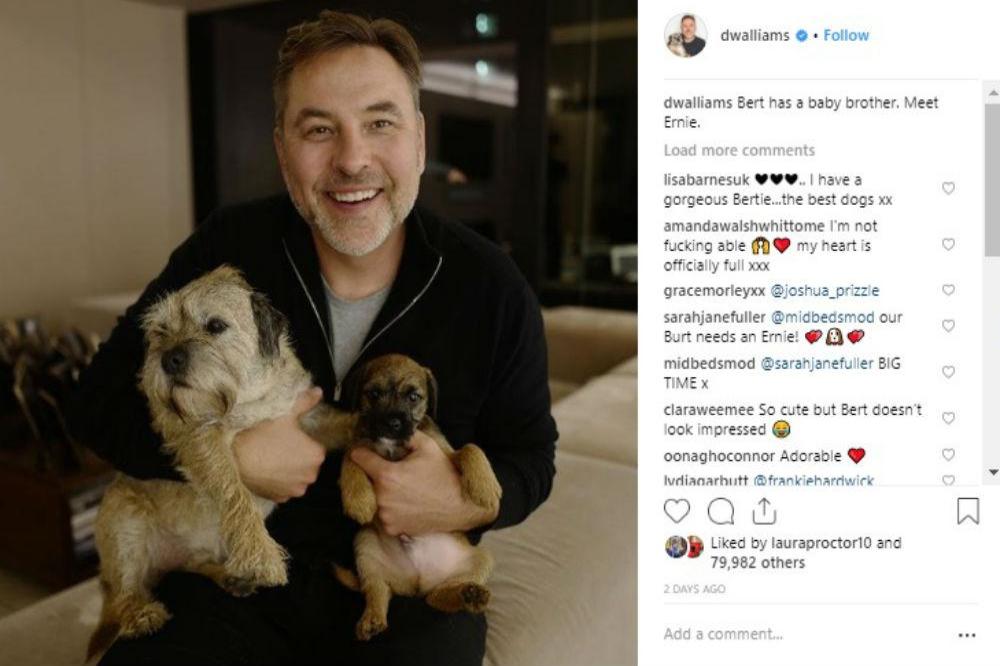 David Walliams and his dogs (c) Instagram