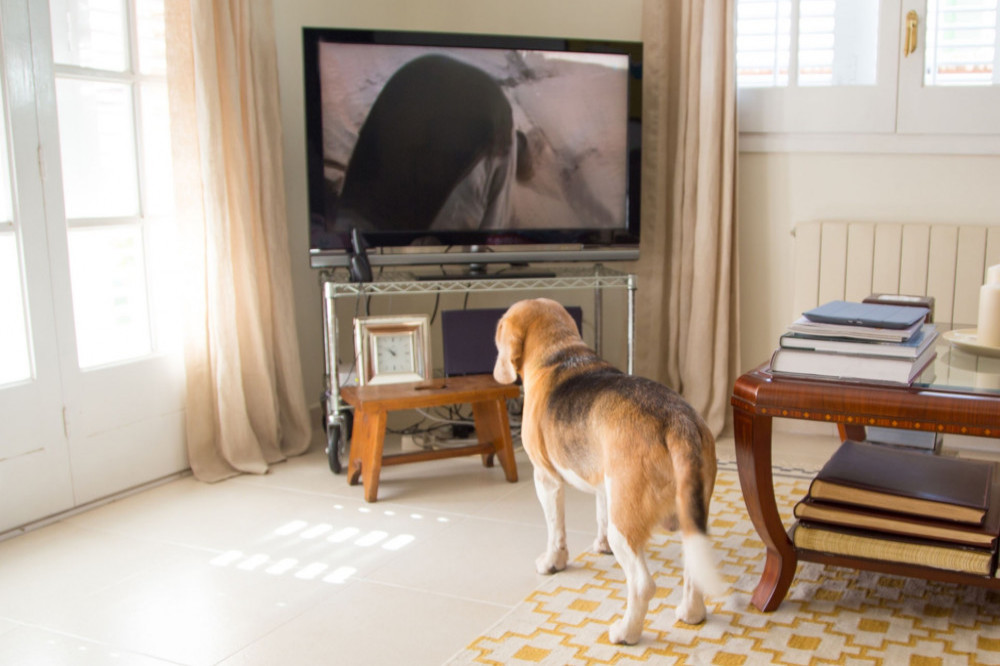Dogs love watching other canines on the TV