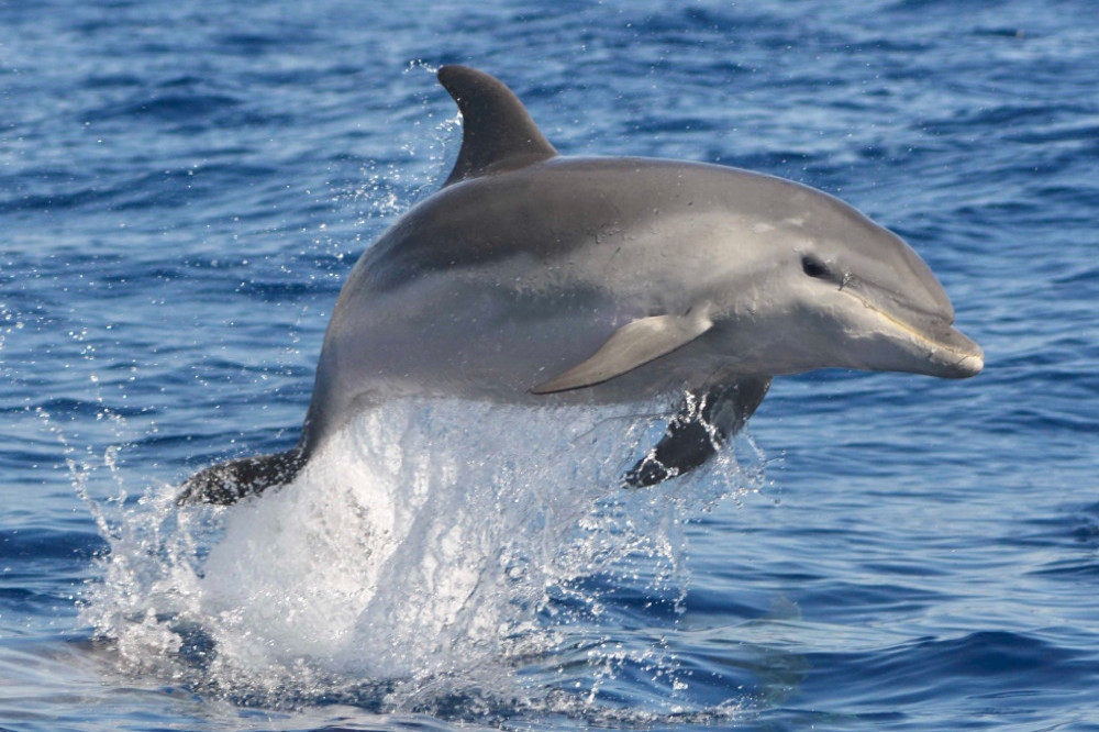 Dolphins adopt the tones of Kim Kardashian when hunting fish