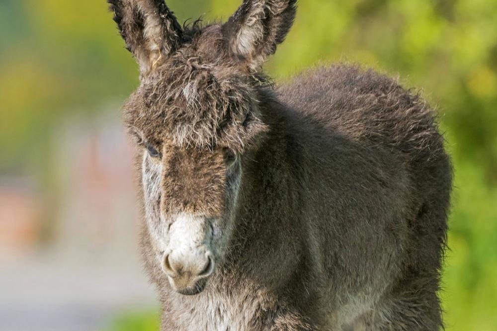 Donkeys and mules are a different species