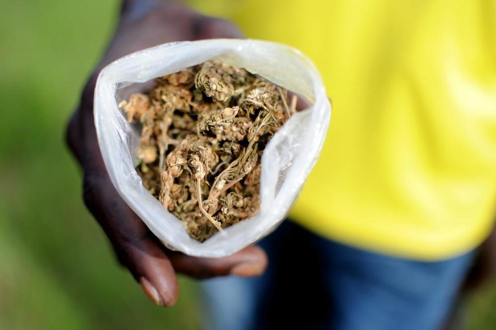 Drugs haul found in lettuce load