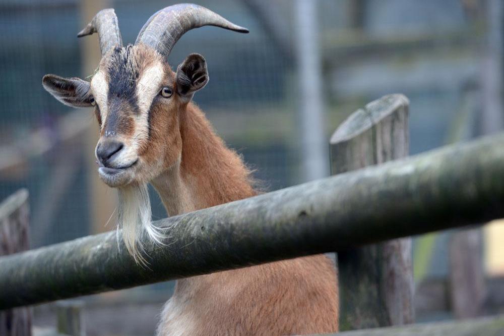 Goats prefer people who smile