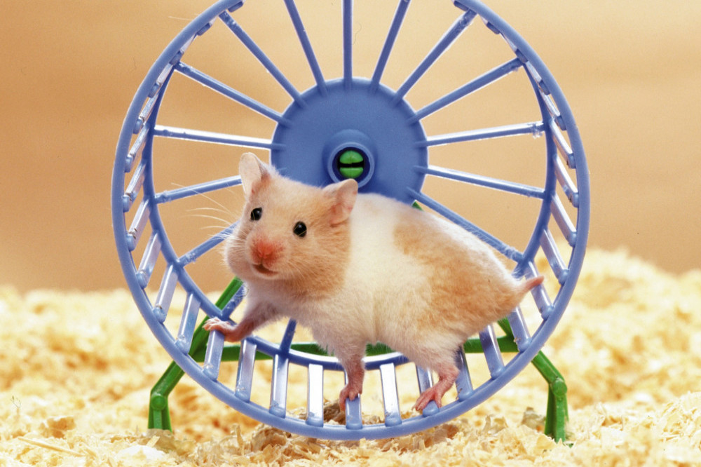 Hamsters go crazy for hip-hop
