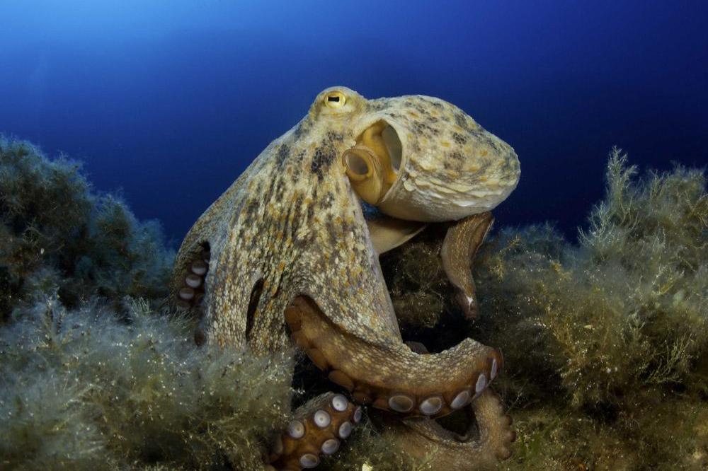 Octopus seen changing colour