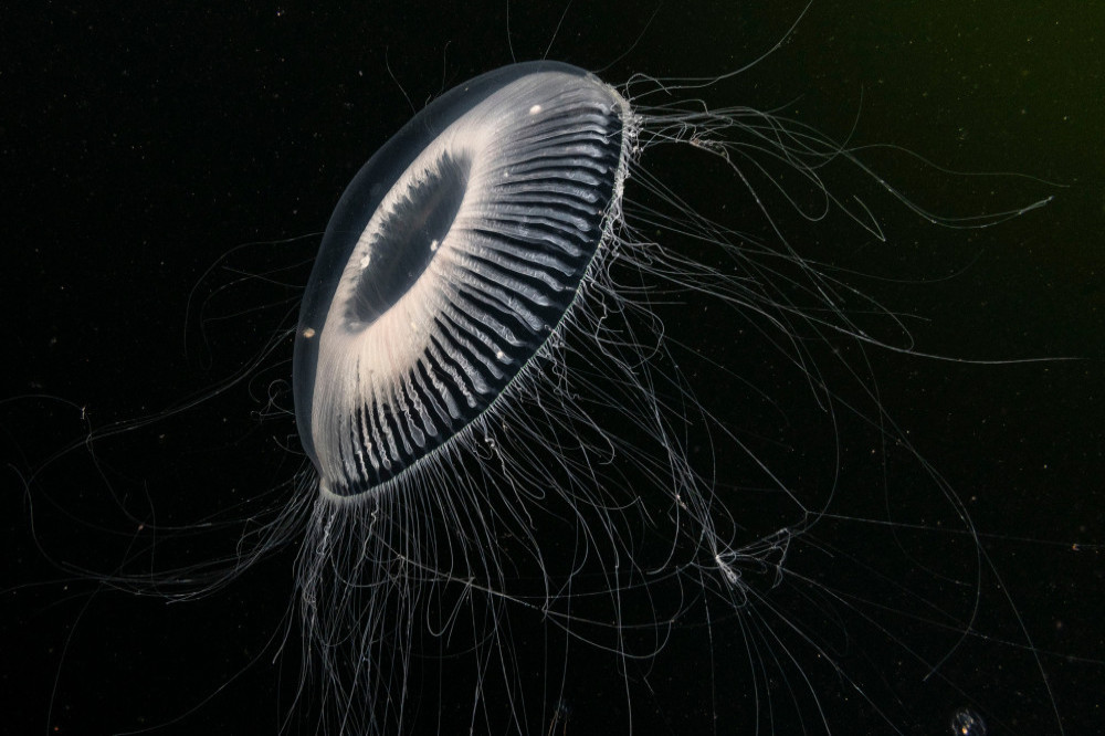 Jellyfish could be turned into crisps