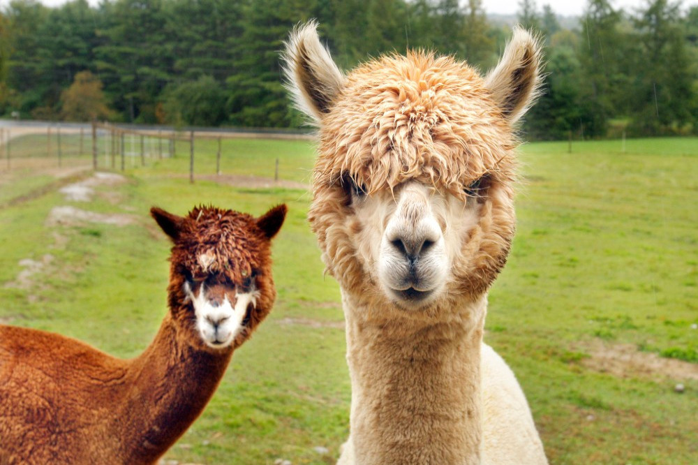 Students at Oxford are being invited to stroke llamas