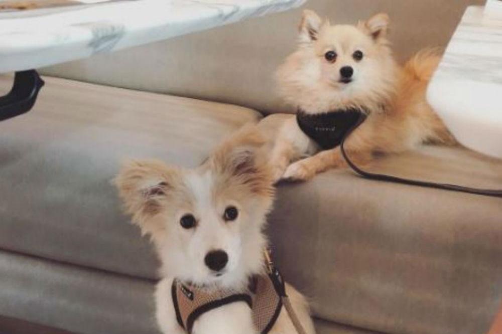 Lucy Watson's dogs (c) Instagram