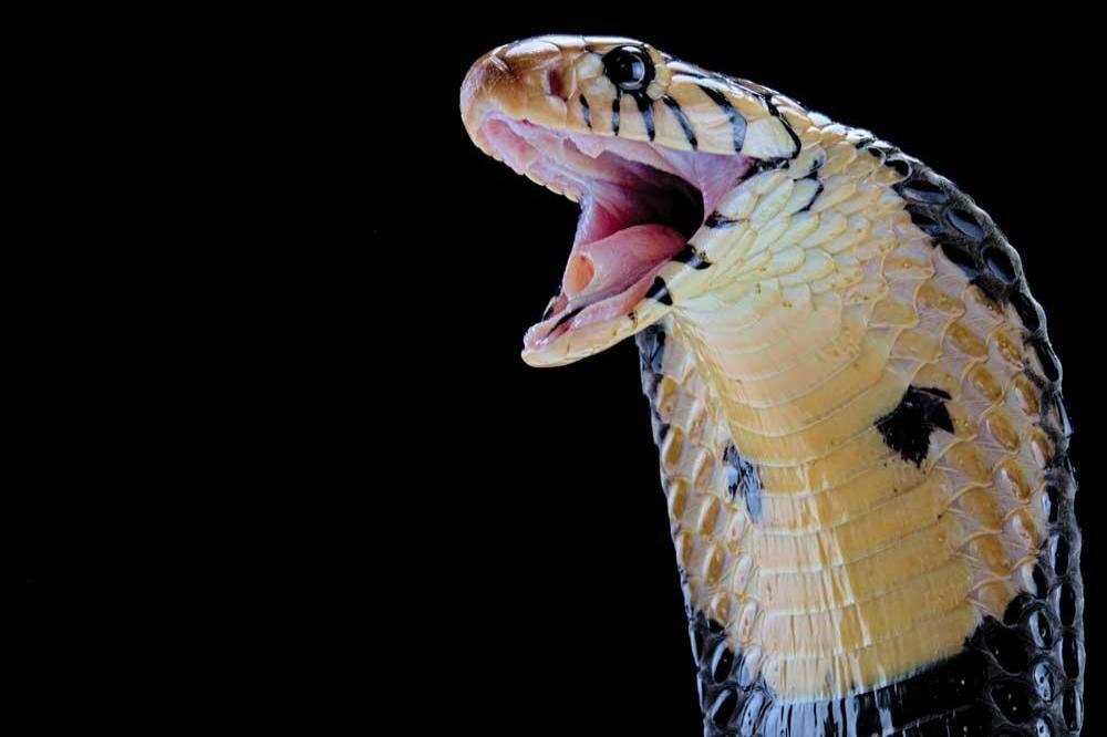 Man bitten by dead snake