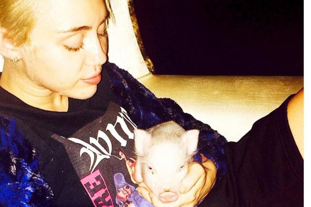 Miley Cyrus' Pet Pig Sleeps on the Couch