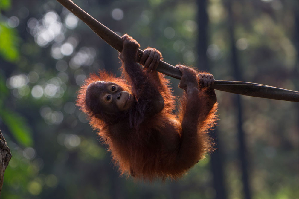 Scientists could be about to decode orangutan talk