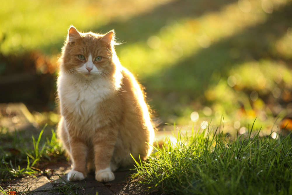 Cats are 'generalist predators' that are willing to eat any species