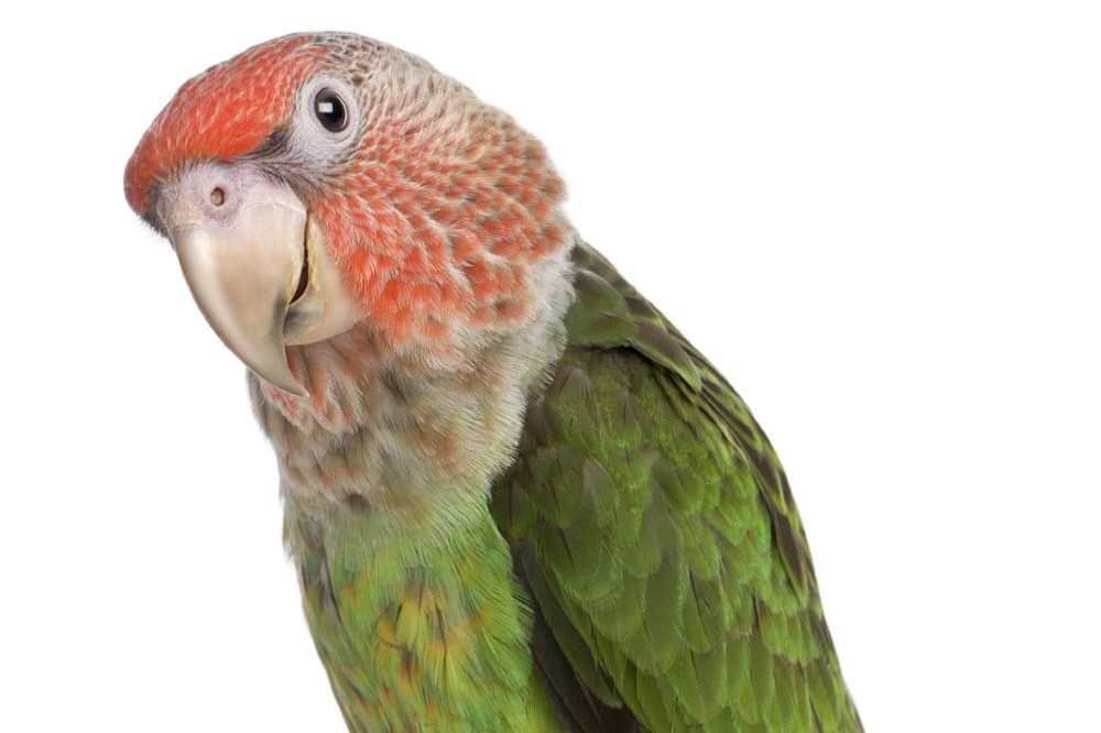 An animal control officer was called out to deal with a ceramic parrot