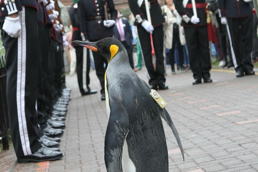 Penguin Bizarre 