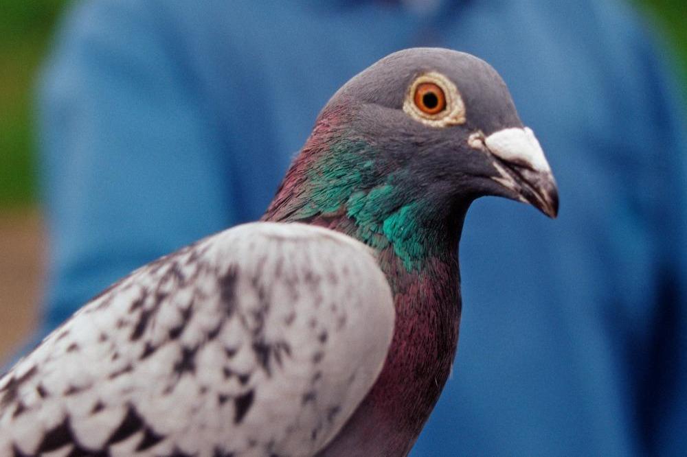 Drunk pigeon slumps on windscreen
