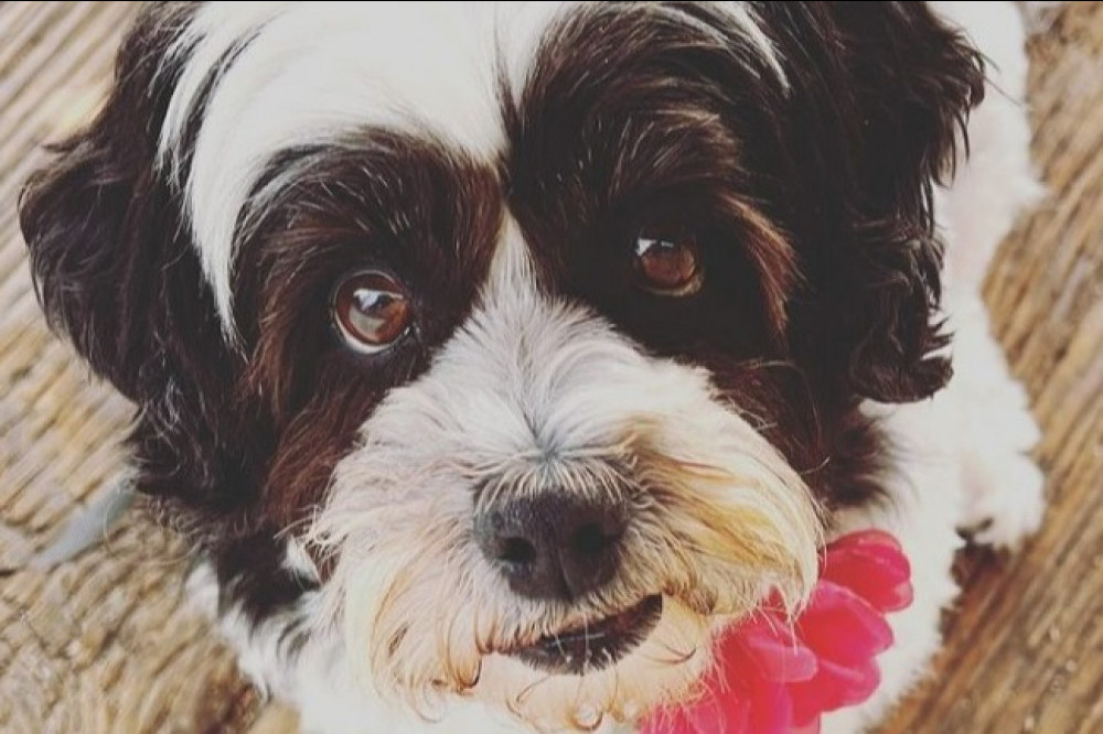 Ricki Lake's dog has died (c) Instagram