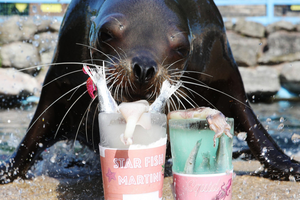 Sea Lions keep cool with fishy mocktails
