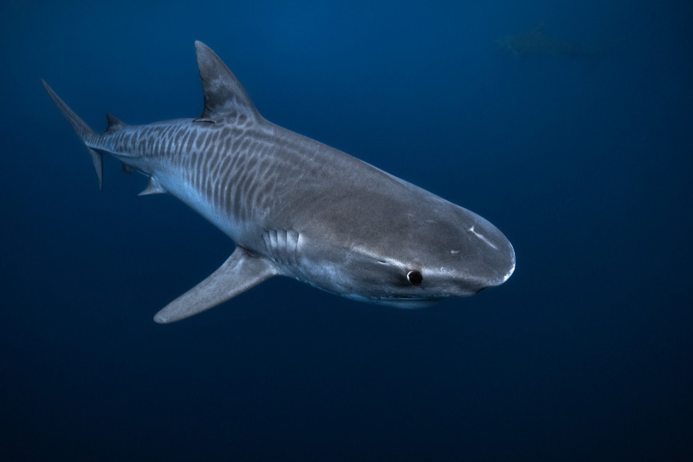 Sharks could help to heal human injuries