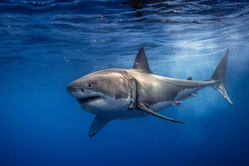 Sharks in Florida are getting high on cocaine