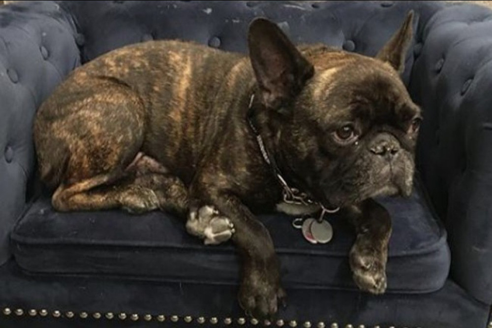Sharon Stone pays tribute to her dog Joe (c) Instagram