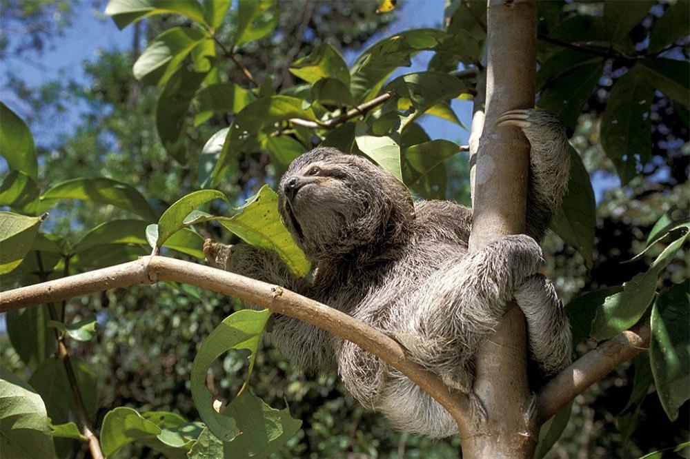 Sloth breaks in