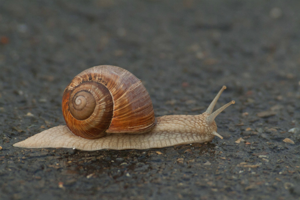 Two deadly snails were crawling along a London street