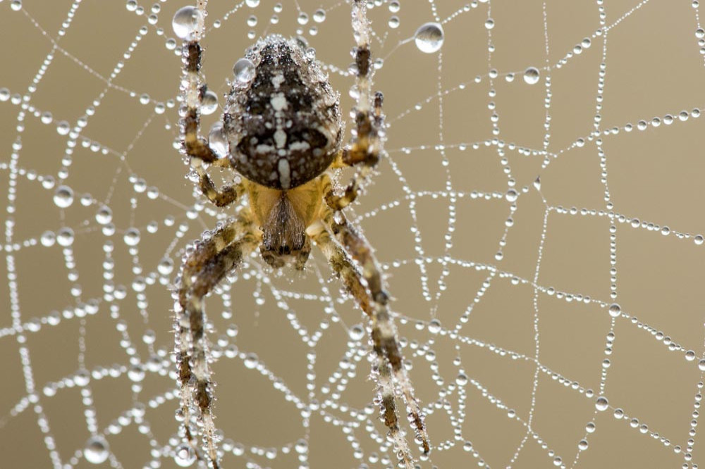 New study shows spiders use webs to hear