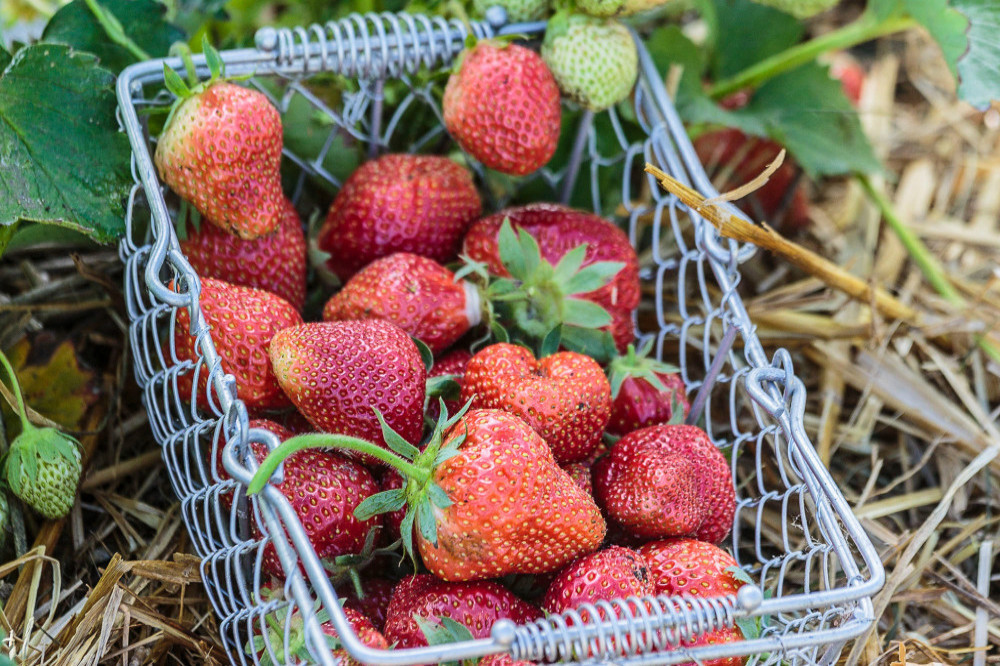 Strawberries are full of dangerous toxins