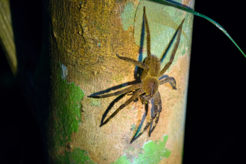 The Brazilian Wandering Spider shut down a supermarket