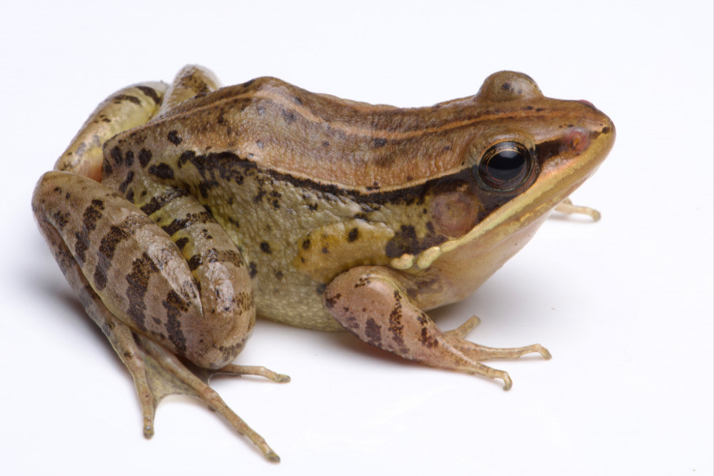 The University of Wolverhampton has discovered a frog that sounds like a duck