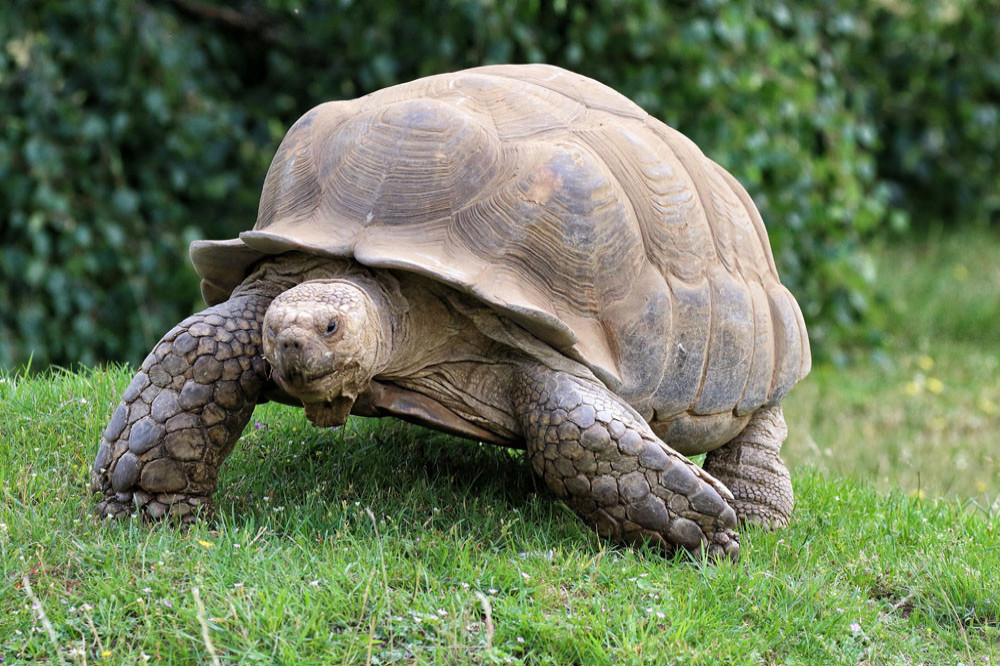 Tortoise claims record for oldest living land animal