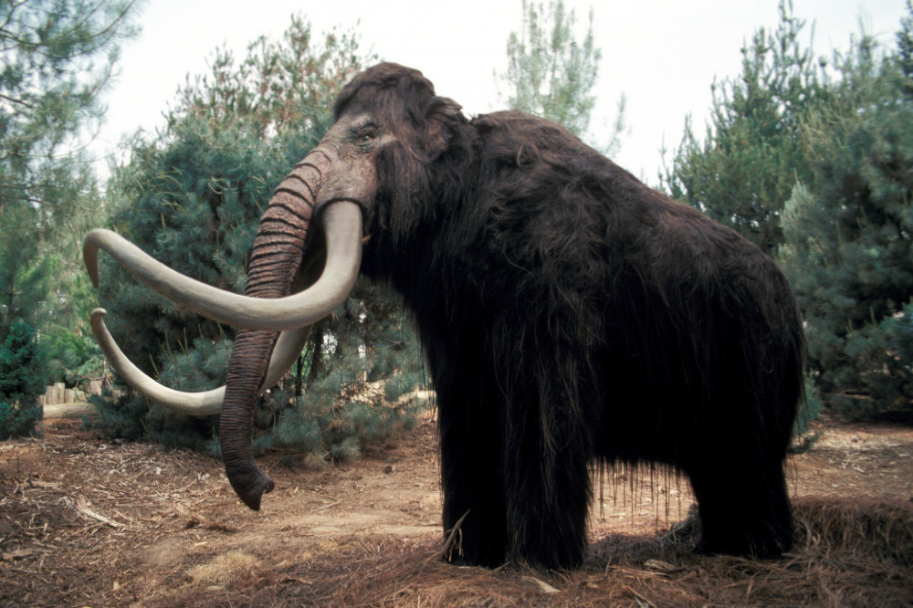 A woolly mammoth tooth was found by construction workers