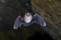 Bats could help cure cancer