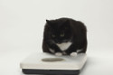 PurrSong launches weight-tracker for cats at CES 2022