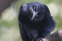 A crow is feared dead after getting hooked on cigarettes