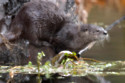 A killer otter is terrorising a village