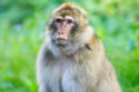 A monkey survived with a pig kidney for two years