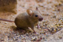 A potential anti-obesity treatment has been tested on mice