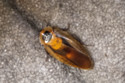 A woman had a cockroach removed from her vagina