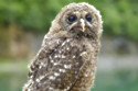 A town is being terrorised by a psychotic owl