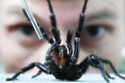 Australian k'gari funnel-web spiders could save heart attack victims