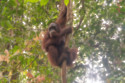 Budi the orangutan is back in the wild