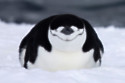 Chinstrap penguins have 10,000 naps each day