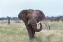 Elephants could hold important clues in the search for anti-ageing treatments