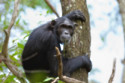 Female chimpanzees go through the menopause