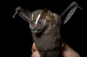 Fruit bats could help cure diabetes