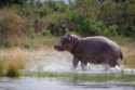 Hippo can tell who their friend is from their voice, study says