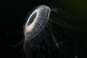 Jellyfish are very clever animals